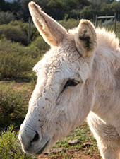 Bobby the donkey at Eseltjiesrus Donkey Sanctuary