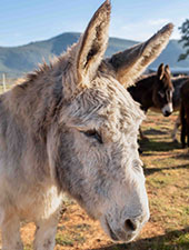 Eddie the donkey at Eseltjiesrus Donkey Sanctuary