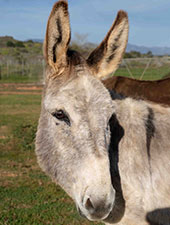 Jasper the donkey at Eseltjiesrus Donkey Sanctuary
