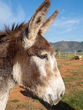 Niggie the donkey at Eseltjiesrus Donkey Sanctuary