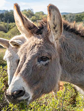 Sebastian the donkey at Eseltjiesrus Donkey Sanctuary