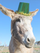Alice the donkey at Eseltjiesrus Donkey Sanctuary