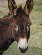 Andy the donkey at Eseltjiesrus Donkey Sanctuary