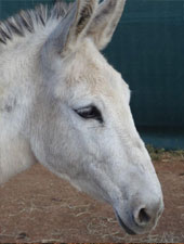 Beauty the donkey at Eseltjiesrus Donkey Sanctuary