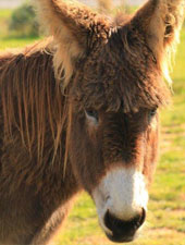 Blondie the donkey at Eseltjiesrus Donkey Sanctuary