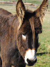 Dowwe Dolla the donkey at Eseltjiesrus Donkey Sanctuary