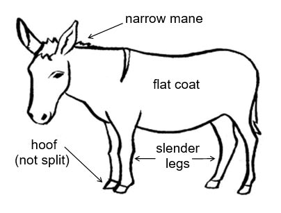 Donkey facts illustration