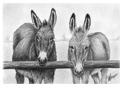 Donkey facts illustration