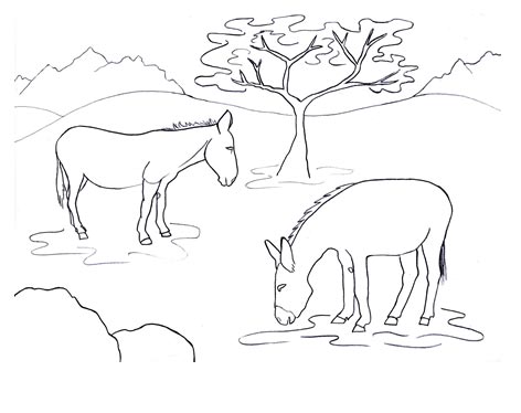 Donkey facts illustration