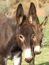 Hansel and Gretel the donkey at Eseltjiesrus Donkey Sanctuary