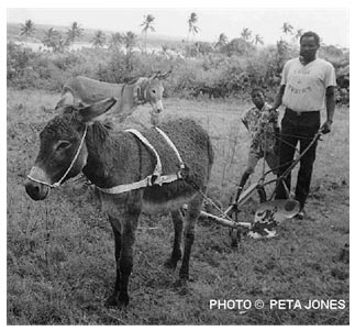 Donkeys in South African history