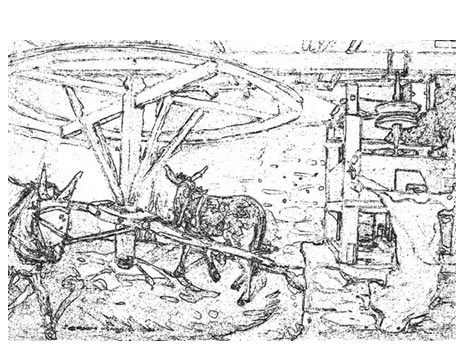 Donkeys in South African history