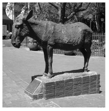 Donkeys in South African history