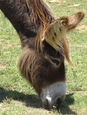 Lola the donkey at Eseltjiesrus Donkey Sanctuary