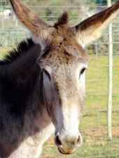Lulu the donkey at Eseltjiesrus Donkey Sanctuary