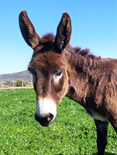 Luna the donkey at Eseltjiesrus Donkey Sanctuary