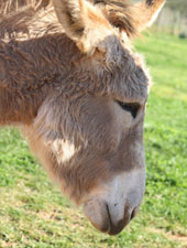 Mindy the donkey at Eseltjiesrus Donkey Sanctuary