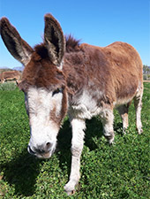 Penny the donkey at Eseltjiesrus Donkey Sanctuary