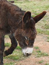 Sonop the donkey at Eseltjiesrus Donkey Sanctuary
