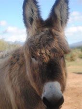 Ziggy the donkey at Eseltjiesrus Donkey Sanctuary