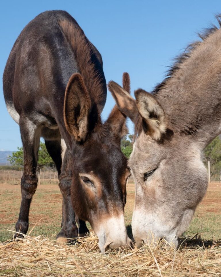 Two donkeys sharing hay at Eseltjiesrus Donkey Sanctuary, McGregor