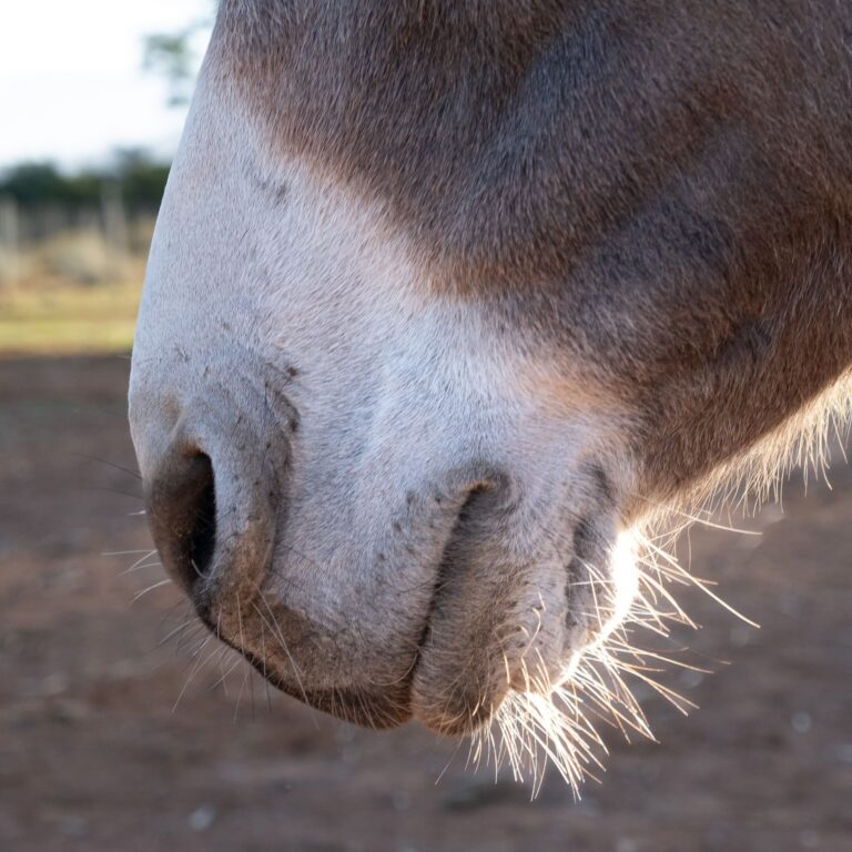 Close-up of a donkey's soft nose at Eseltjiesrus Donkey Sanctuary, McGregor