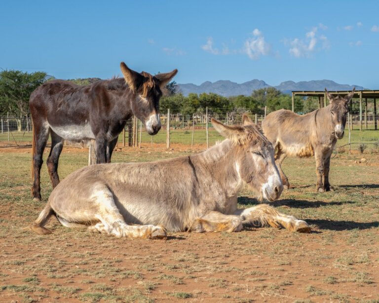 Donkeys resting in the sunshine at Eseltjiesrus Donkey Sanctuary, McGregor