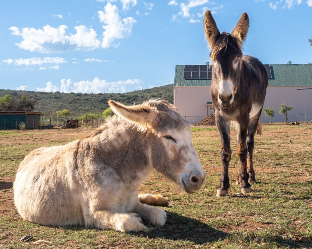 Donkeys relaxing in front of the Visitor Centre at Eseltjiesrus Donkey Sanctuary, McGregor