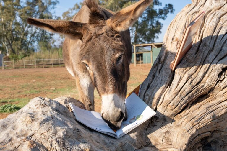 Donkey sniffing a book on a log at Eseltjiesrus Donkey Sanctuary, McGregor