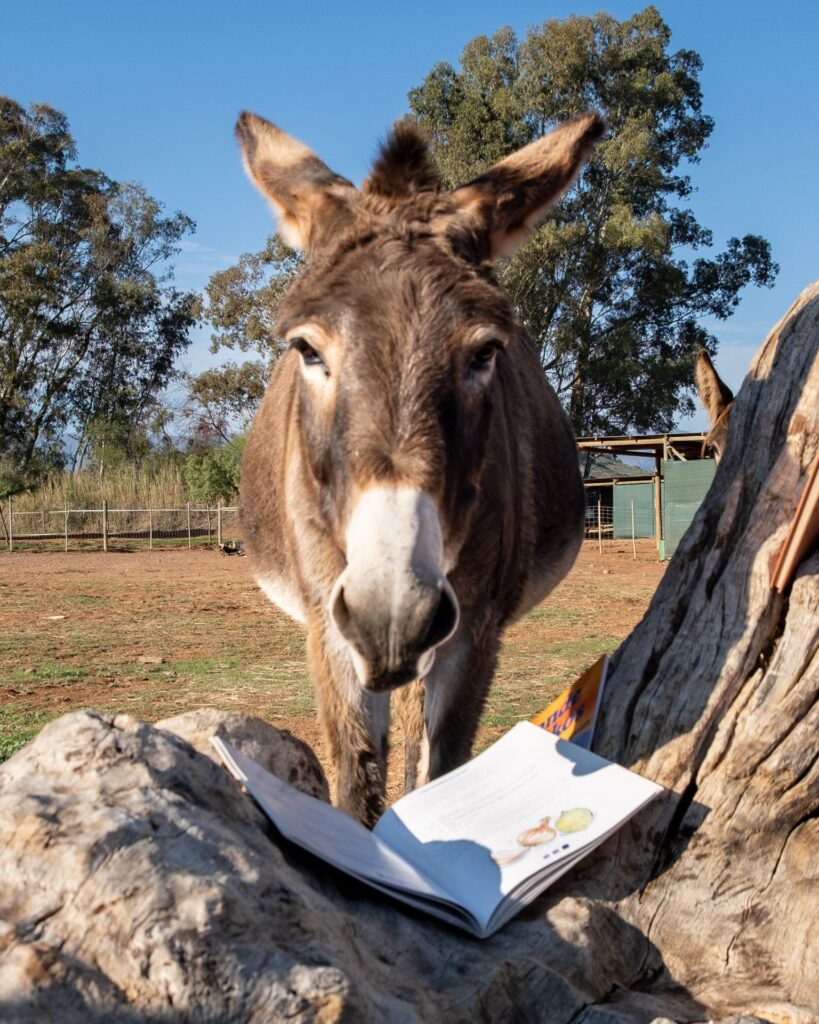 Curious donkey with a book at Eseltjiesrus Donkey Sanctuary, McGregor