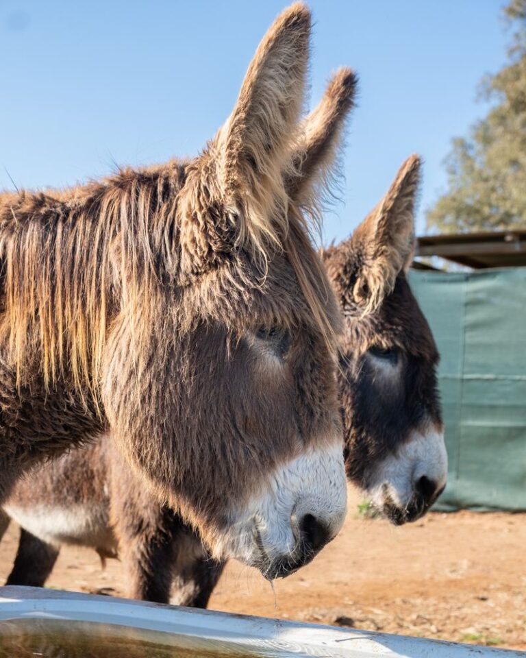 Two shaggy donkeys close-up at Eseltjiesrus Donkey Sanctuary, McGregor