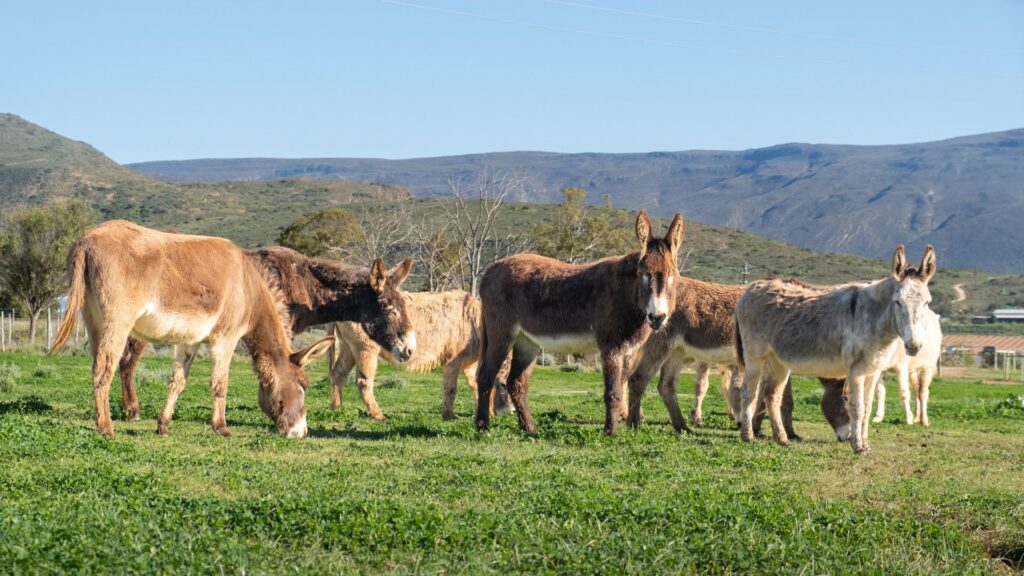 Small herd of donkeys grazing below the mountains at Eseltjiesrus Donkey Sanctuary, McGregor