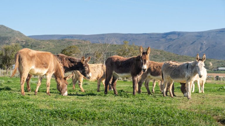 Small herd of donkeys grazing below the mountains at Eseltjiesrus Donkey Sanctuary, McGregor