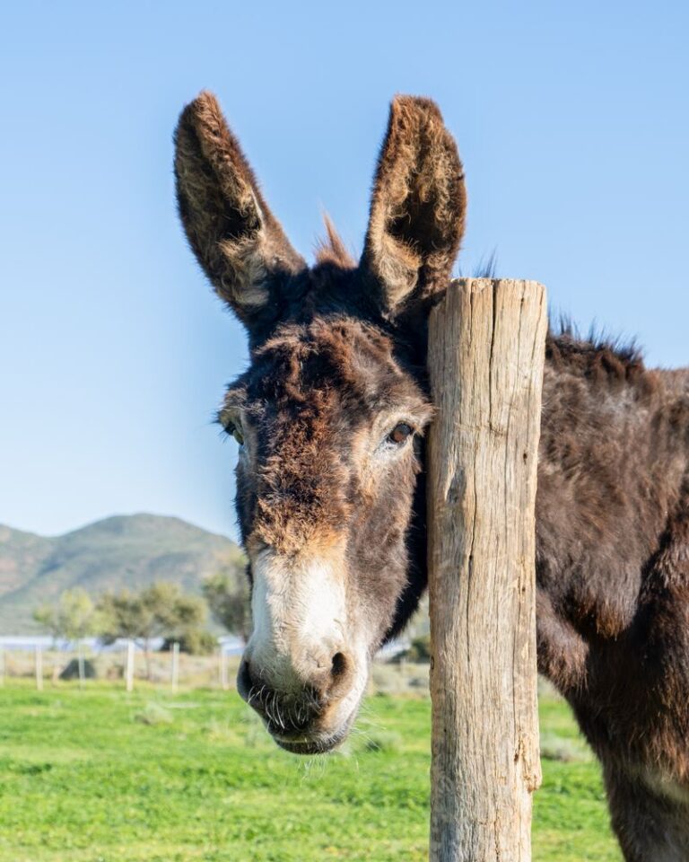 Donkey peeking around a wooden post at Eseltjiesrus Donkey Sanctuary, McGregor