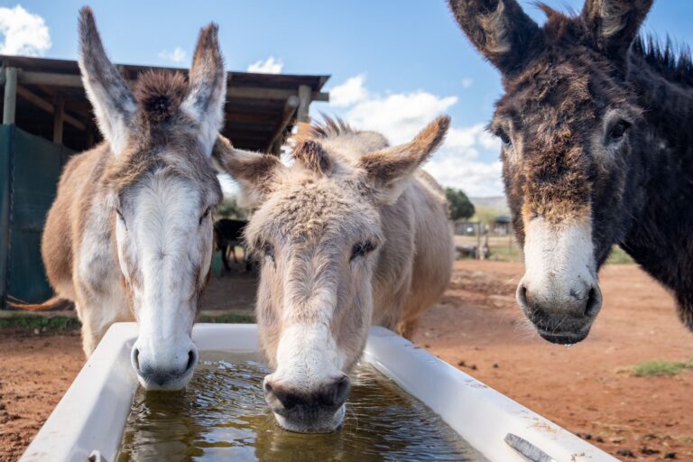 Three donkeys at a water trough at Eseltjiesrus Donkey Sanctuary, McGregor
