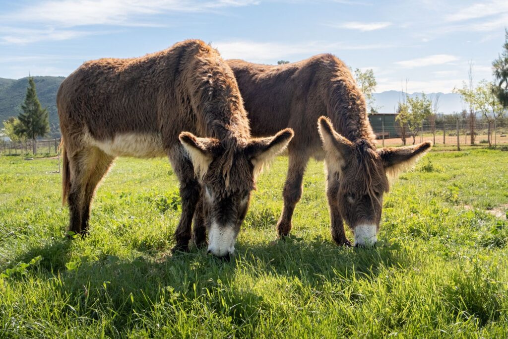 Two shaggy donkeys grazing at Eseltjiesrus Donkey Sanctuary, McGregor
