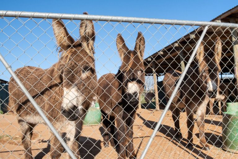 Donkeys looking through the fence at Eseltjiesrus Donkey Sanctuary, McGregor