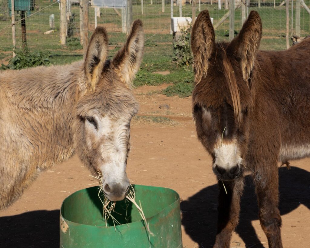 Two donkeys eating hay from a feeder at Eseltjiesrus Donkey Sanctuary, McGregor