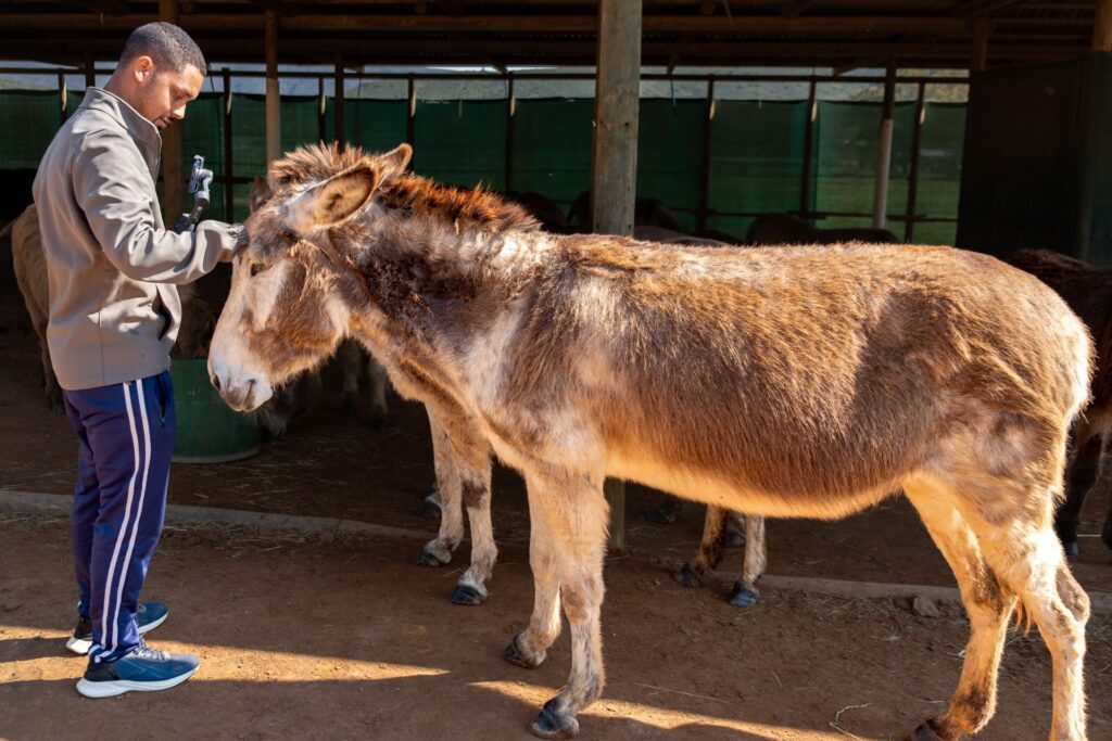 Carer grooming a donkey in the stable at Eseltjiesrus Donkey Sanctuary, McGregor
