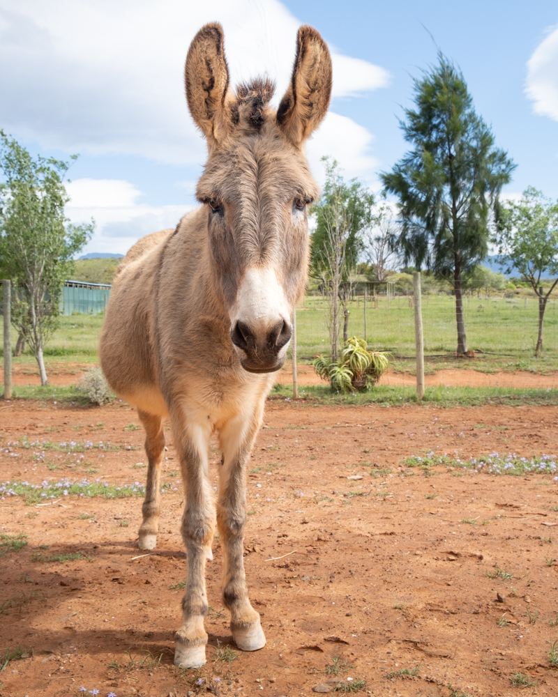 Sandy coloured donkey standing in the paddock at Eseltjiesrus Donkey Sanctuary, McGregor