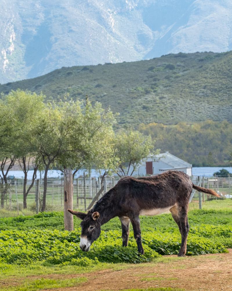 Dark donkey grazing below the mountains at Eseltjiesrus Donkey Sanctuary, McGregor