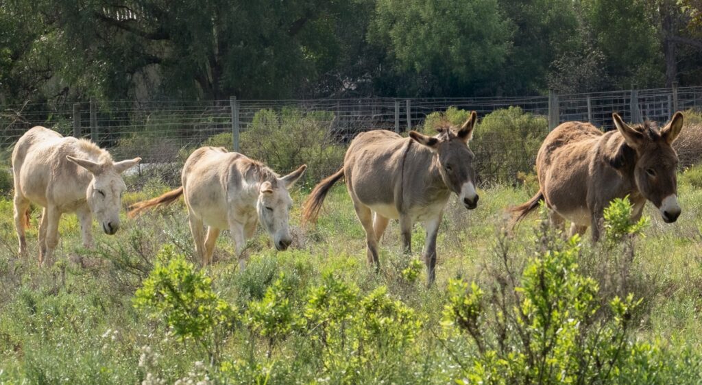 Four donkeys walking through the fynbos at Eseltjiesrus Donkey Sanctuary, McGregor