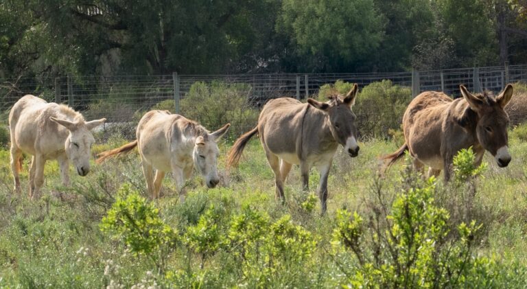 Four donkeys walking through the fynbos at Eseltjiesrus Donkey Sanctuary, McGregor