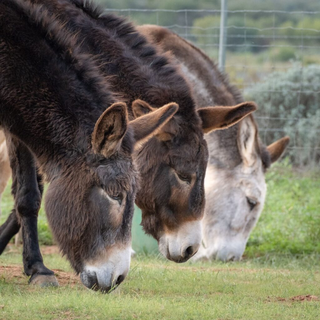 Three donkeys grazing close together at Eseltjiesrus Donkey Sanctuary, McGregor
