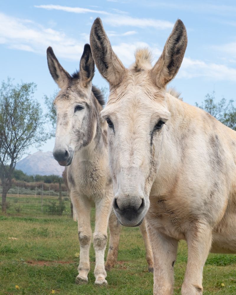 Two white donkeys looking at the camera at Eseltjiesrus Donkey Sanctuary, McGregor