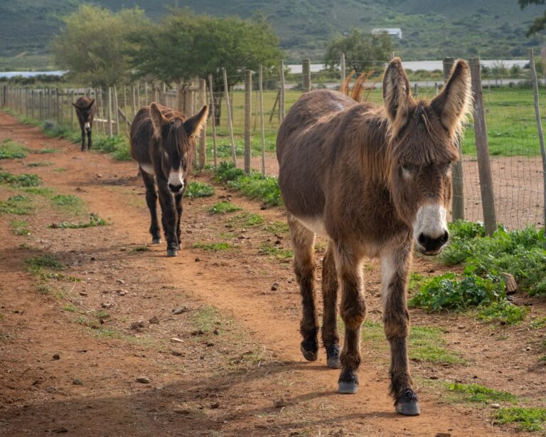 Donkeys walking along a farm path at Eseltjiesrus Donkey Sanctuary, McGregor